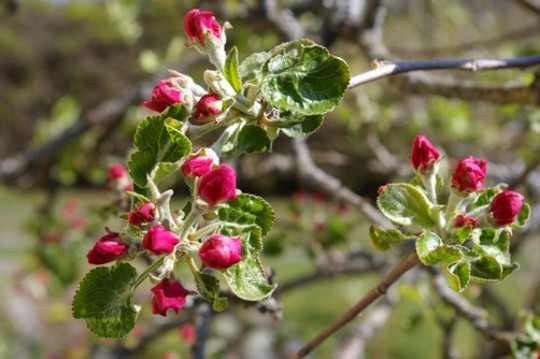 A garden flower photo