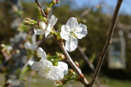 First cherry blossom opens