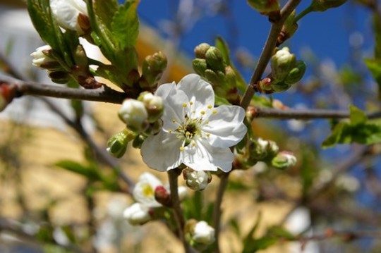 A garden flower photo (Prunus cerasus (Cherry))
