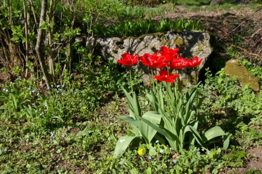 All opened (Tulipa acuminata (Tulip))