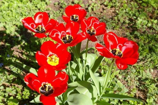 A garden flower photo (Tulipa acuminata (Tulip))