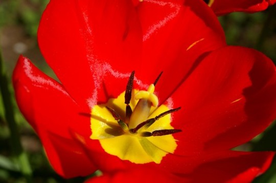 A garden flower photo (Tulipa acuminata (Tulip))