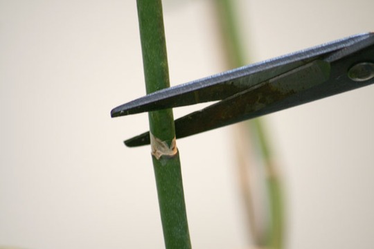 A garden flower photo