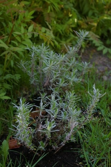 A garden flower photo (Lavandula angustifolia (Lavender))