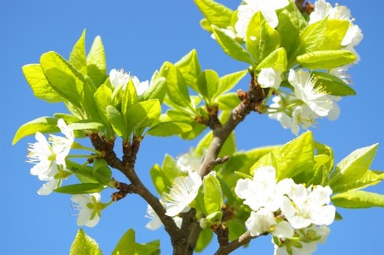 A garden flower photo