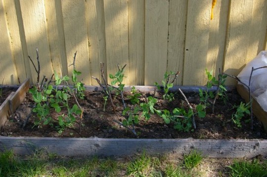 Super early peas doing well (Pisum sativum (Cascadia Bush Snap Pea))