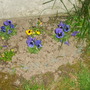 The_garden_005