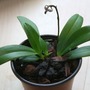 Baby_orchid