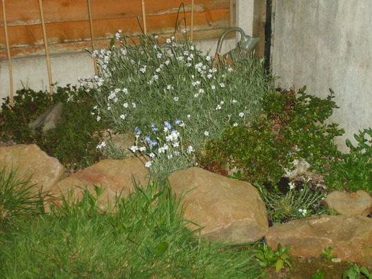A garden flower photo