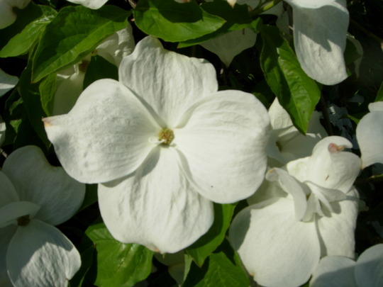 Cornus Bloom