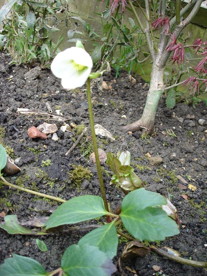 A garden flower photo (Helleborus niger)
