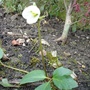 A garden flower photo (Helleborus niger)