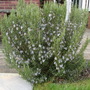 Rosmarinus
