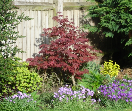 A garden flower photo (Acer palmatum)
