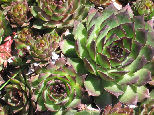 hens and chickens (Sempervivum tectorum (Common Houseleek))