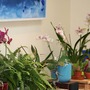 Orchids