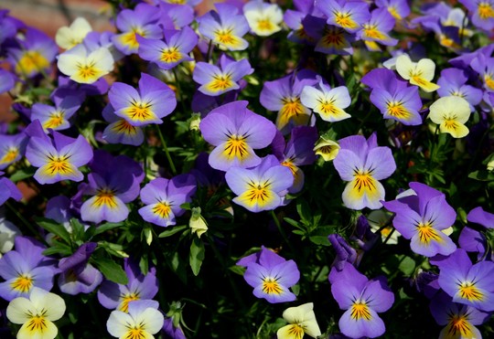 Plant Portraits - In My Garden