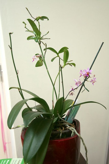 A garden flower photo
