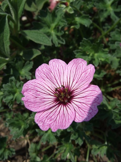Geranium cinereum 'Ballerina' (Geranium cinereum)