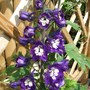Delphinium_1