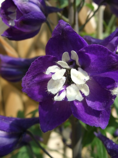 Delphinium bloom. (Delphinium)