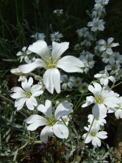 Cerastium tomentosum (Cerastium tomentosum)