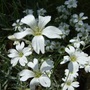 Cerastium_tomentosum