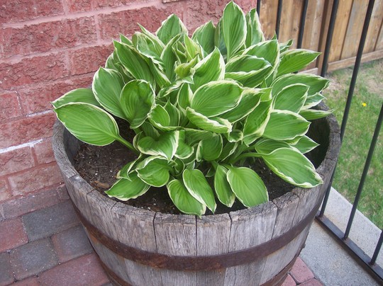 Hosta