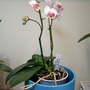 Pico_sweetheart_large