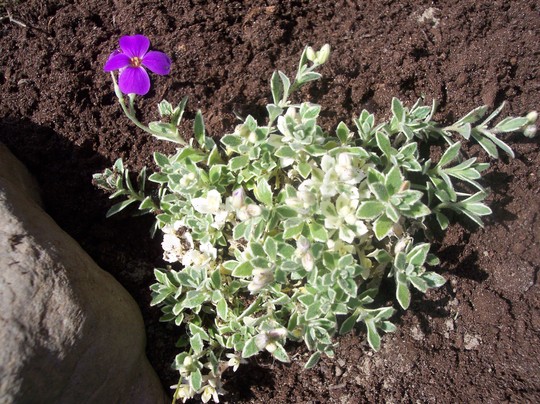 Rock Cress (Aubrietia)