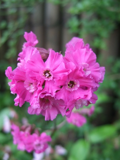 Silene (Lychnis viscaria 'Splendens')