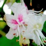 Horse Chestnut tree bloom close-up (Aesculus hippocastanum)