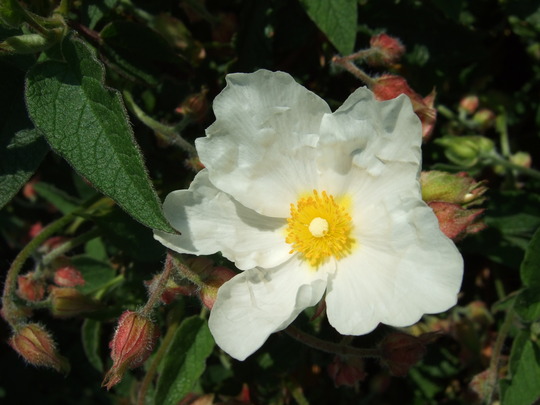 White Cistus (Cistus x corbariensis)