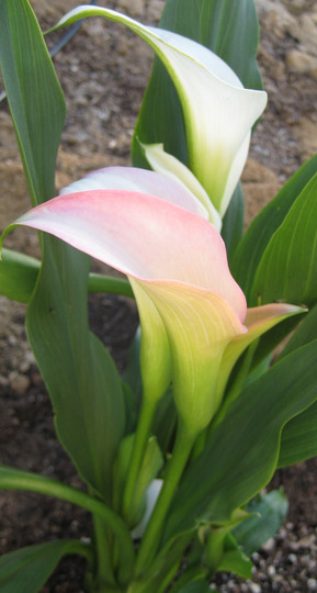 Pastel pink and cream colored Calla Lilly (Zantedeschia aethiopica (Arum lily))