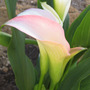 Callas