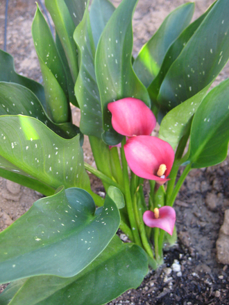 Bright Pink Calla Lilly (Zantedeschia aethiopica (Arum lily))