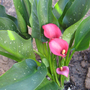Callas-pink
