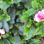 Pink and white azaleas (Camellia azalea)