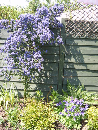 Ceanothus coming into colour nicely!