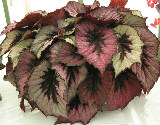Begonia Vista
