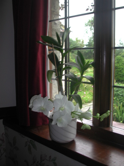 Dendrobium (Dendrobium)