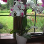Mini_orchid