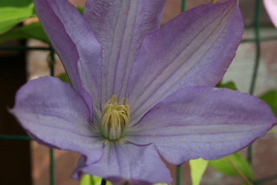 May08_CLEMATIS PROTEUS