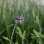 20080513_16