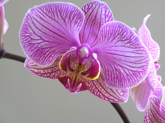 A garden flower photo
