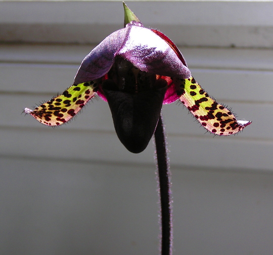 A garden flower photo