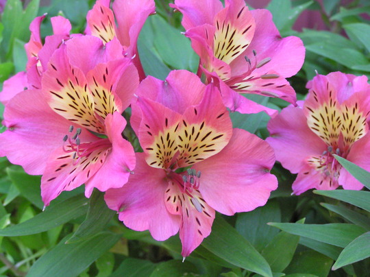 A garden flower photo