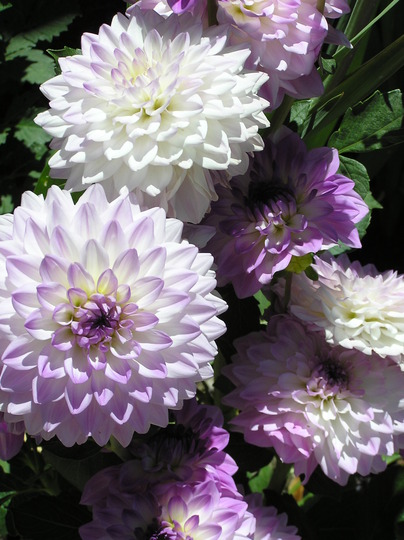 A garden flower photo