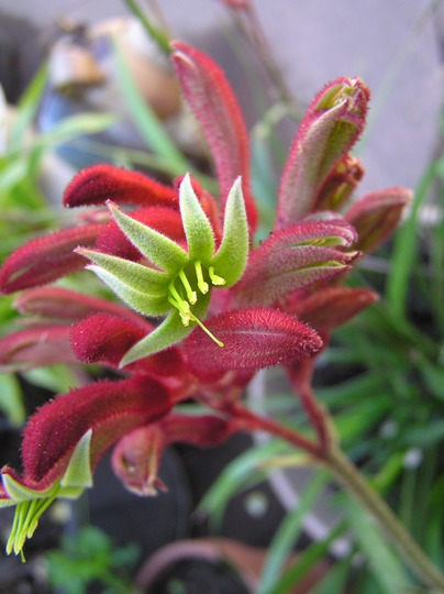 Kangaroo Paw