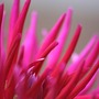 Cactus_dahlia_r